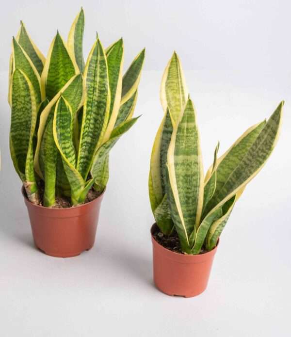 The Snake Plant