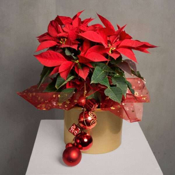 Poinsettia in gold pot