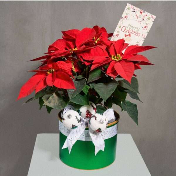 Poinsettia in green pot